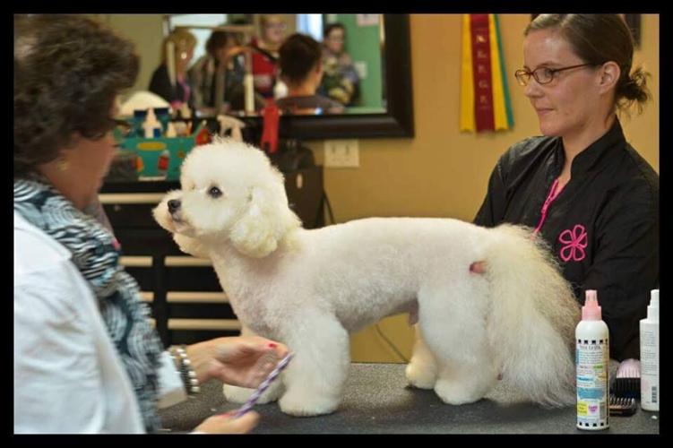 Dog groomer is cut above the rest Lifestyle