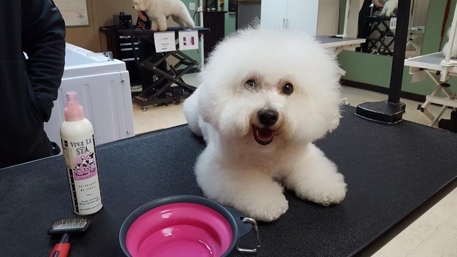 Dog groomer is cut above the rest Lifestyle