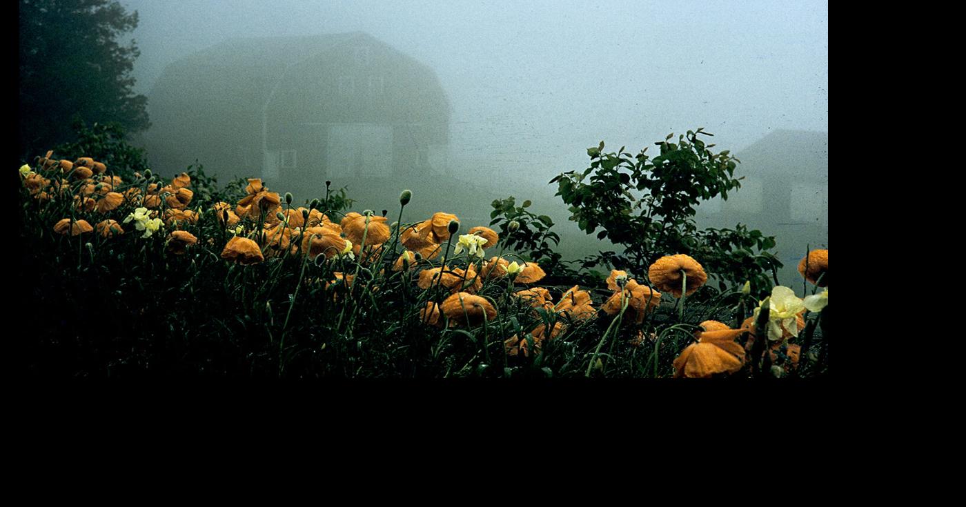 Fog's moodiness attracts photographers' lenses | Arts & Living ...