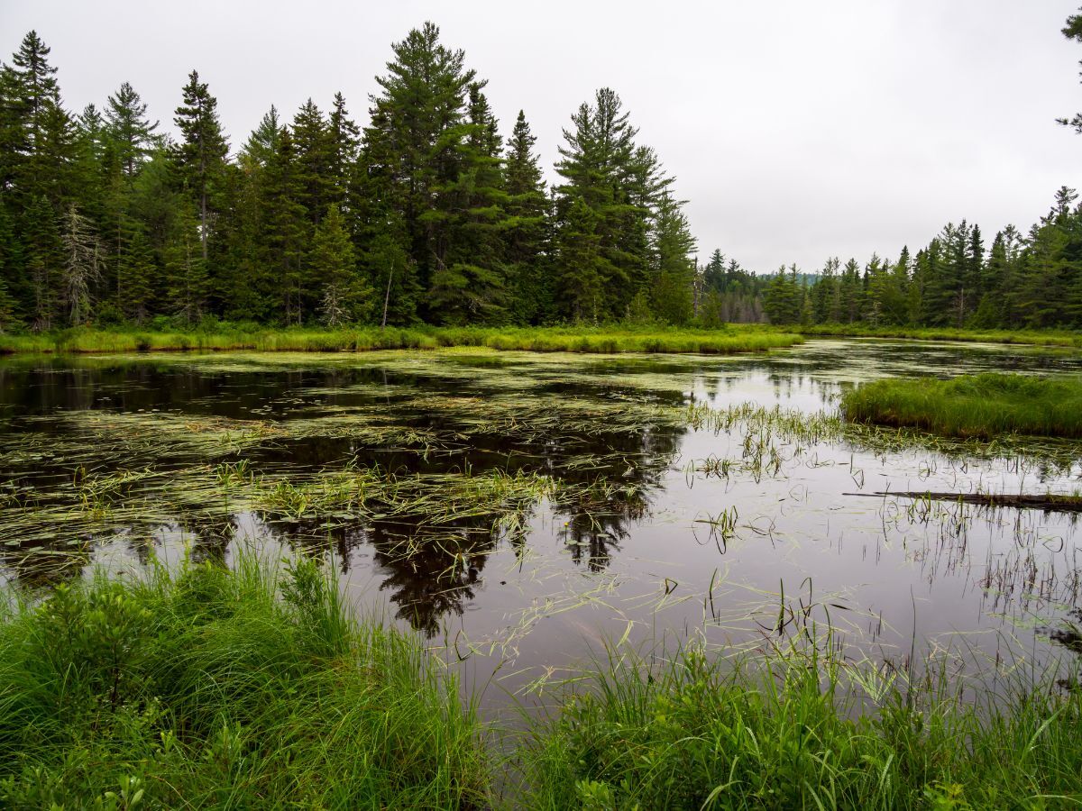 The mystery of Big Bog | Columnists | ellsworthamerican.com