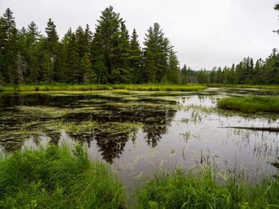 Forest Pond on Rainy Day, Katahdin Woods and Waters National Monument