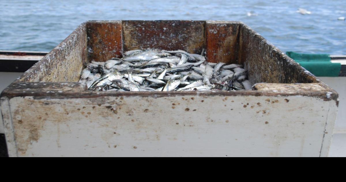 Years of tight herring quotas have lobstermen using new baits News