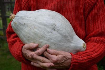 Hurbert Squash Mighty Hubbard squash is worth cutting | Archives | ellsworthamerican.com