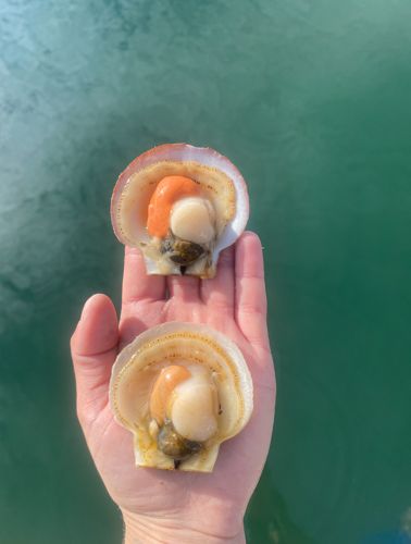 Cranberry Isles scallop farmer testing the waters in a growing industry ...