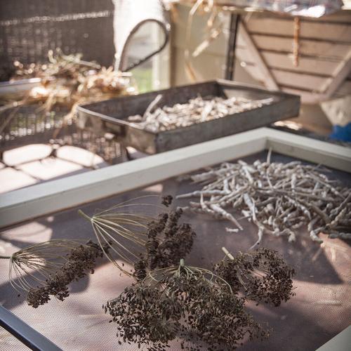 Saving seeds saves money and garden variety, too House & Garden