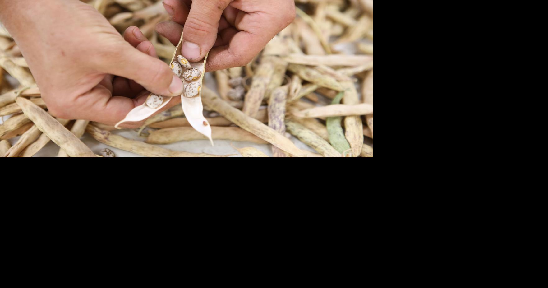 Saving seeds saves money and garden variety, too House & Garden