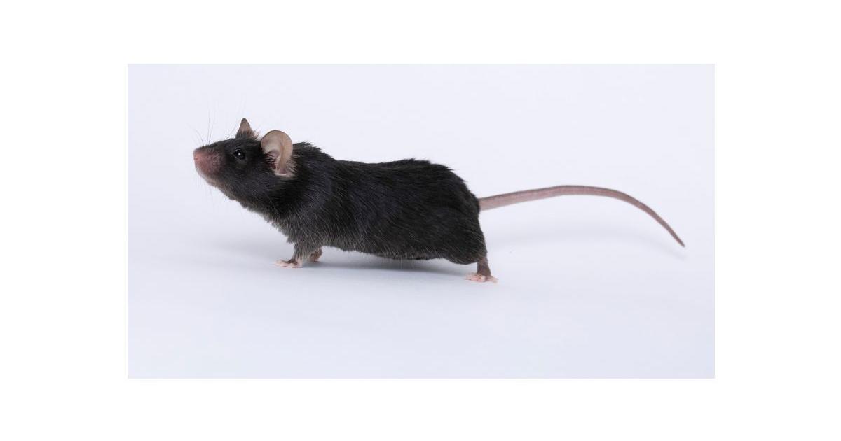 Jackson Lab Mouse Jackson Lab’s “Mighty Mice” head to space | News | ellsworthamerican.com
