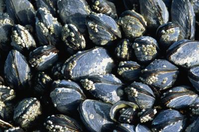 mussels-102414