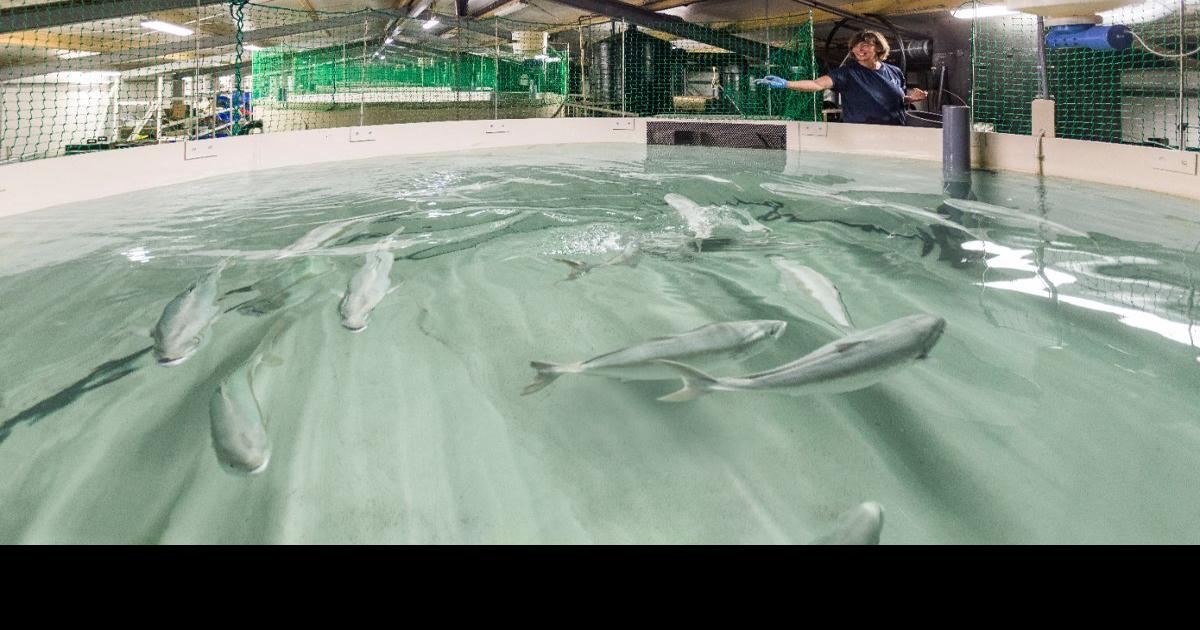 DEP permit approved for Jonesport fish farm News