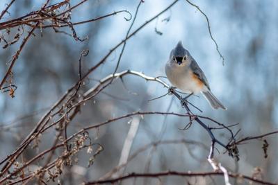 Tufted titmouse perching on a branch in winter