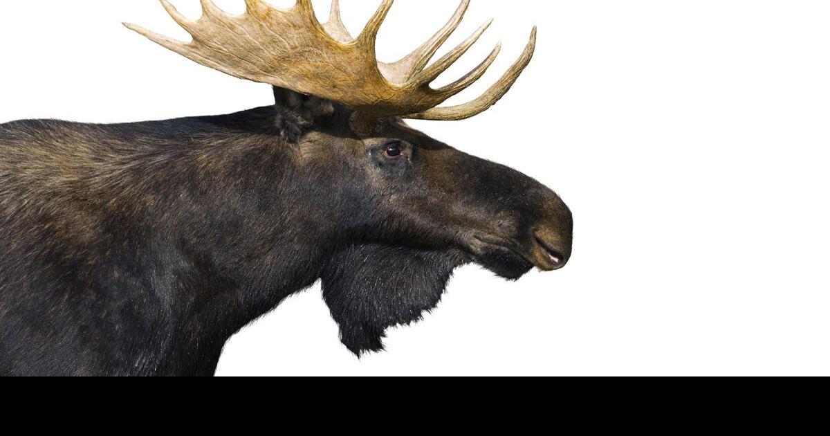 Moose permit now what? Outdoors in Maine