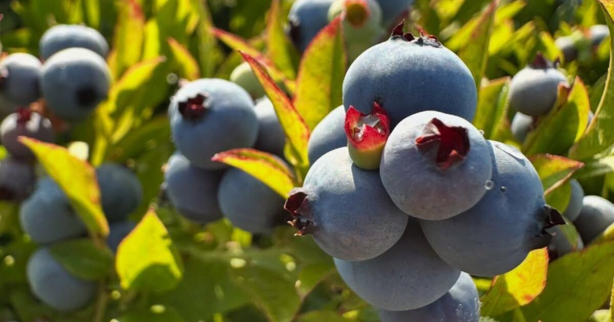 After last year's challenging season, blueberry growers hope to bounce back