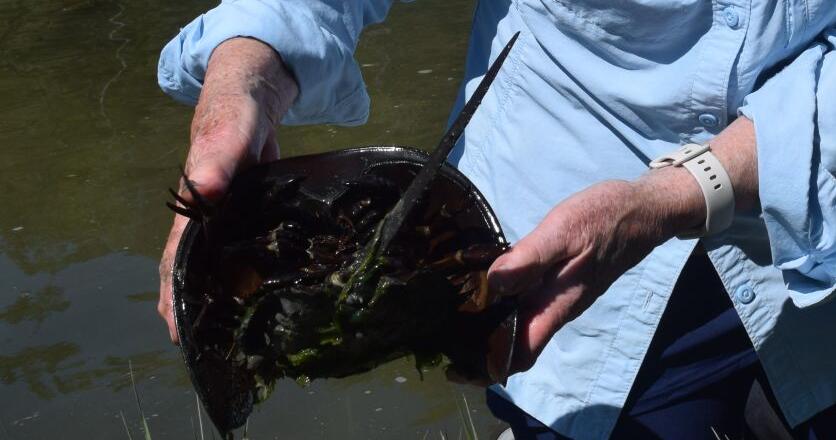 Counting horseshoe crabs on Taunton Bay - Vimarsana News