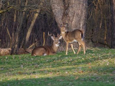 Courting White tailed deer, Ohio