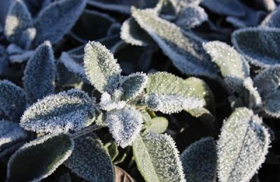 sage with hoarfrost