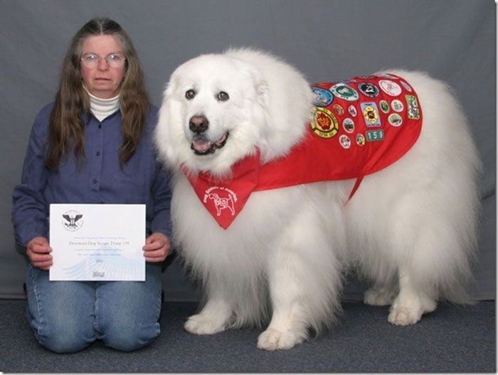 Great pyrenees hot sale service dog