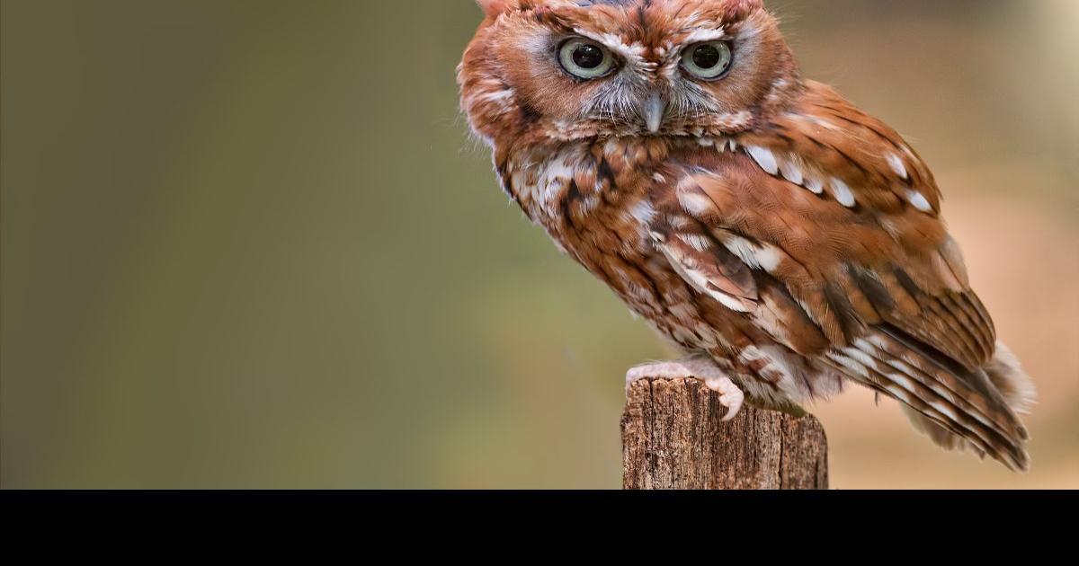 Naturalist says “keep your eyes and ears open” Arts & Living