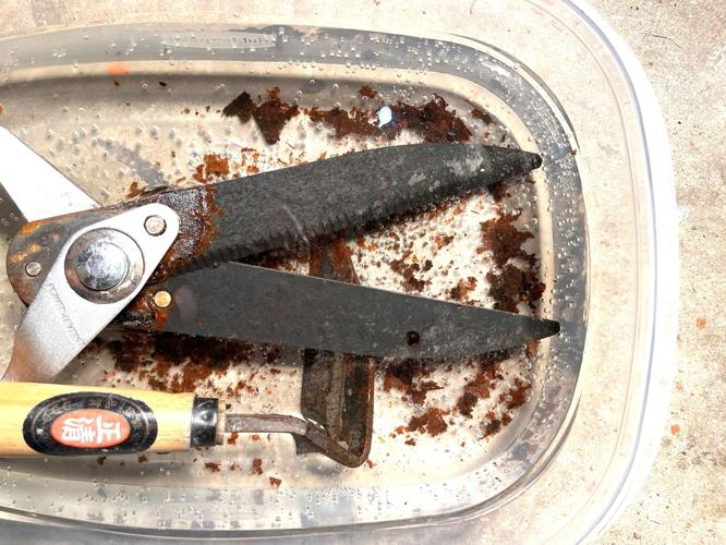 Soaking Rusted Tools Goode Gardening: Once rusty, dusty, now ready for duty | Goode ...