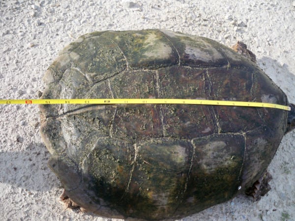 Briggs Turtle 10.JPG