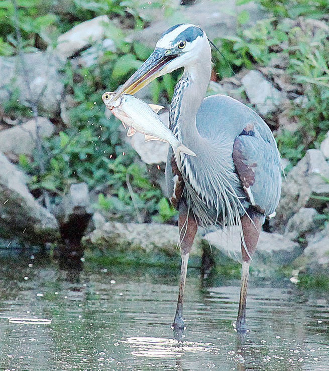 Heron, There and Everywhere — Colony of Great Blue Herons Seen Nesting