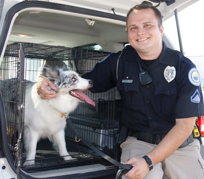 are australian shepherds allowed to be police dogs