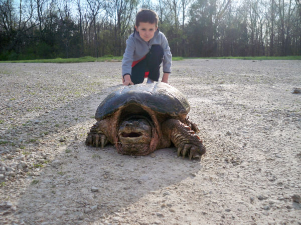 Briggs Turtle 8.JPG