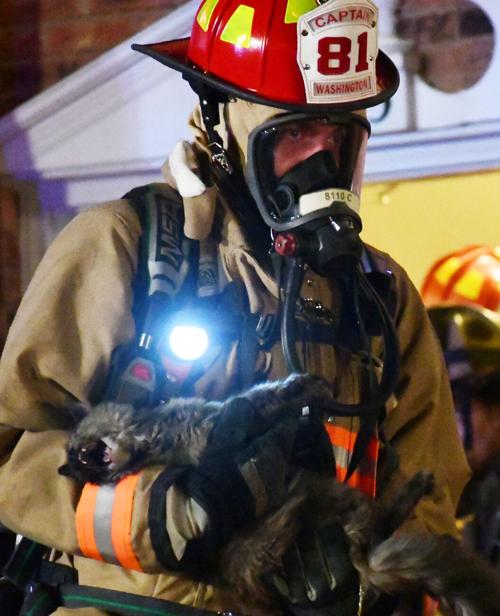Washington Fire Department rescues cat