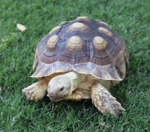 Pet Tortoise Found, Reunited With Owner After Hours on the “Run ...