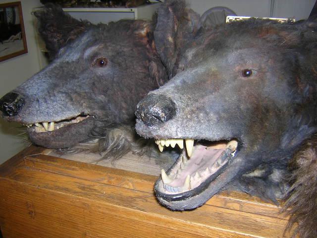 Trigger's taxidermist now busy with TV werewolves | Currents A&E |  emissourian.com