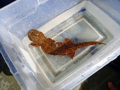 Hellbender discovered in Gasconade River