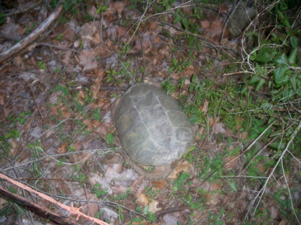 Briggs Turtle 11.JPG