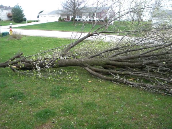 Branches Down in Union