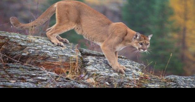 Was a Mountain Lion Spotted on Rt 347 South of Millville?