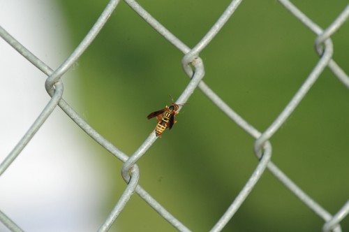 040P218FWst12.jpg