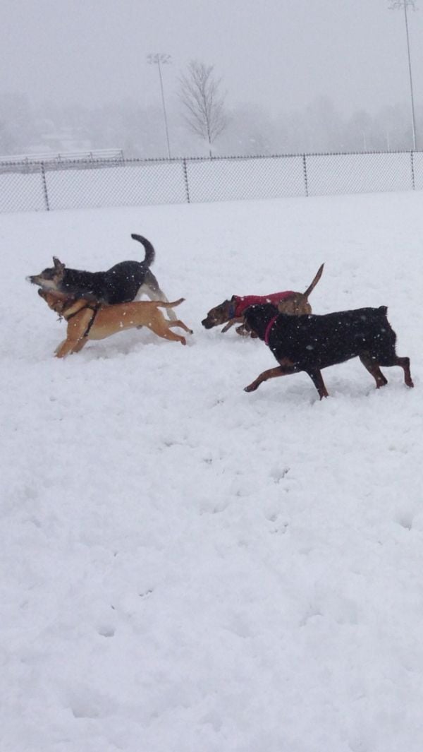 Snow Dogs
