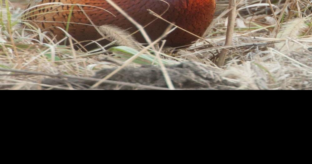 Ring-Necked Pheasant  Missouri Department of Conservation