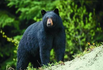 Missouri Black Bear