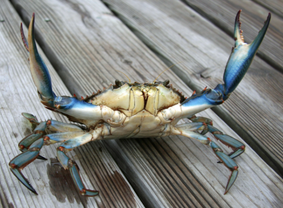 blue crab info