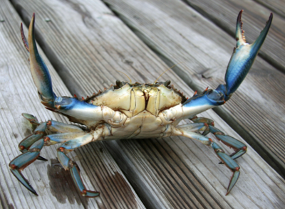 Blue Crab Found In Mississippi River In Missouri State News Emissourian Com