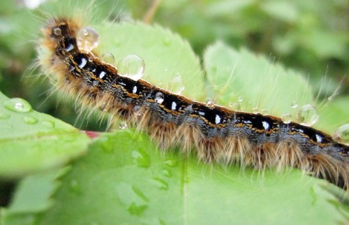 Catepillar