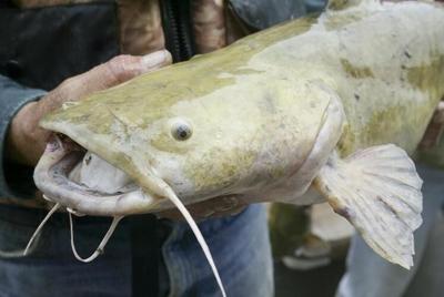Conservation Department seeking public input on catfish