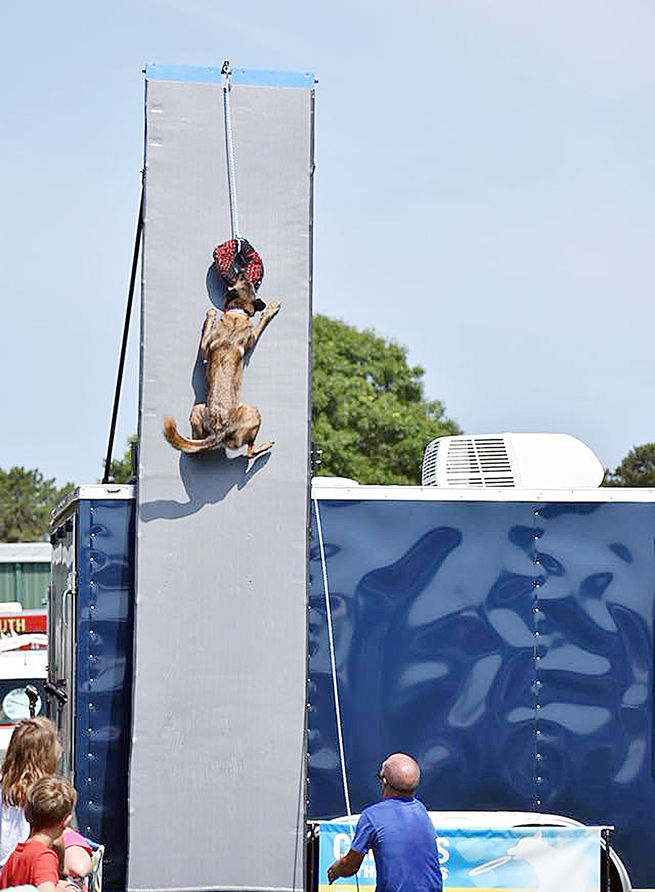 belgian malinois climbing wall