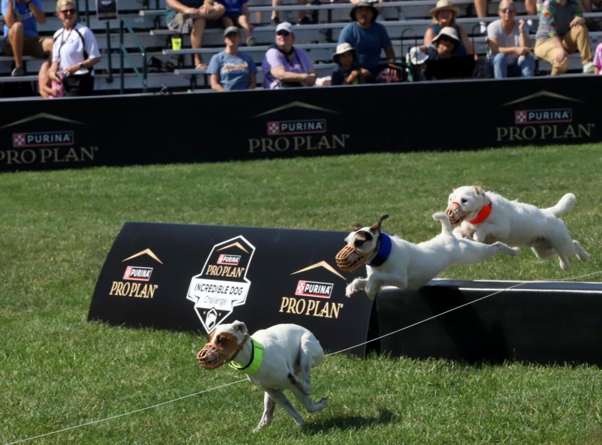 Large Dog Agility 1st Place - Incredible Dog Challenge 2015