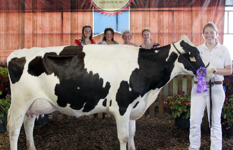 Vedder, Scheer take top honors at dairy cattle show Fair