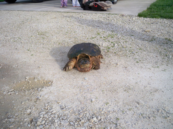 Briggs Turtle 6.JPG