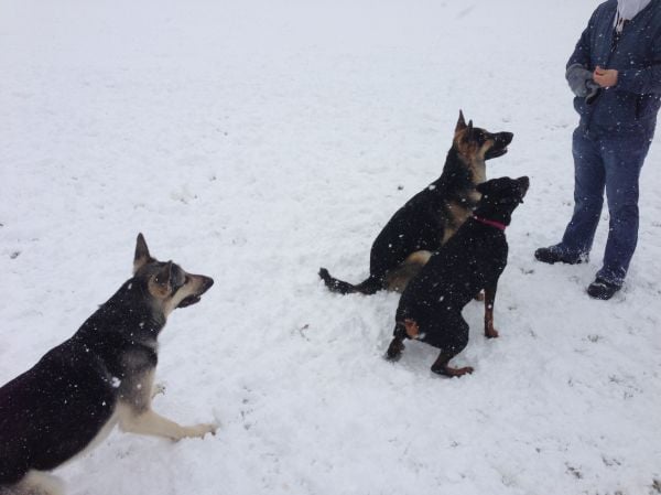 Dogs Play
