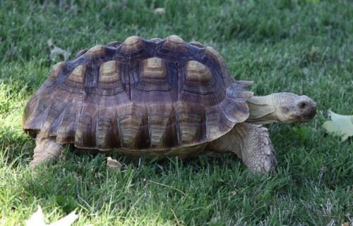 Pet Tortoise Found, Reunited With Owner After Hours on the “Run ...