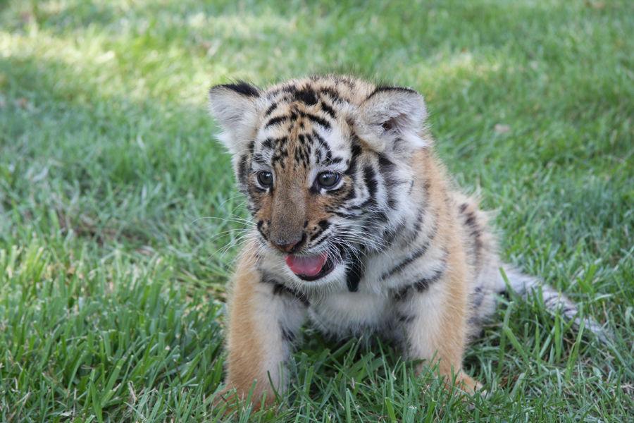 Area Ties To Tiger King Big Cat Exhibition Washington