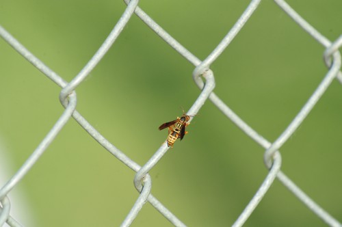037P218FWst12.jpg