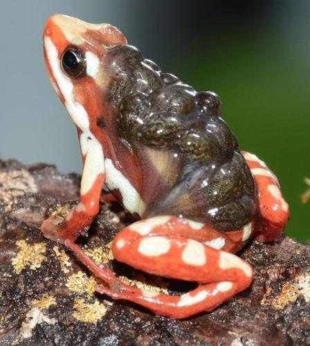 Anthony's Poison Dart Frog, Online Learning Center